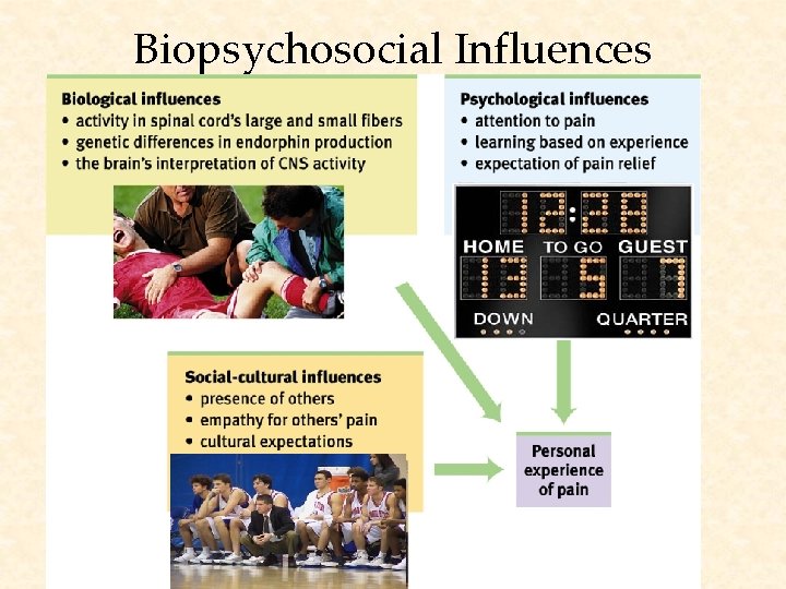 Biopsychosocial Influences 