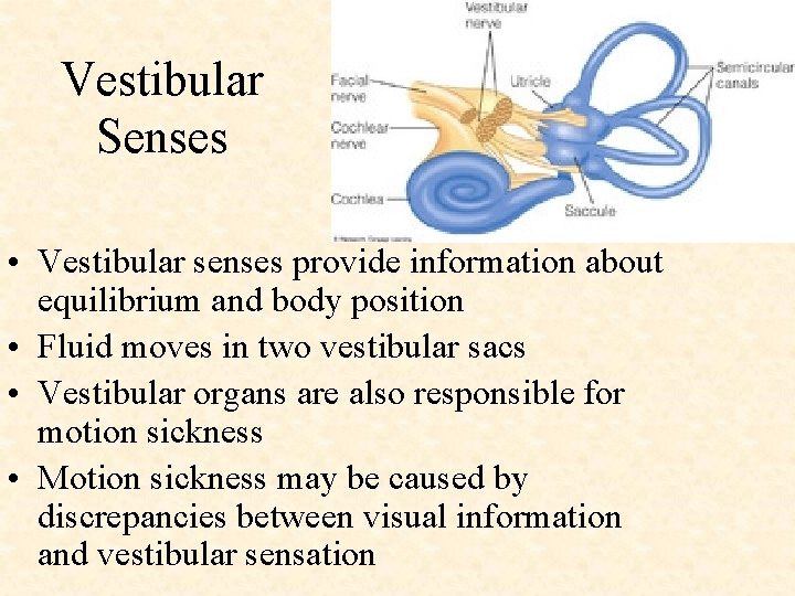 Vestibular Senses • Vestibular senses provide information about equilibrium and body position • Fluid