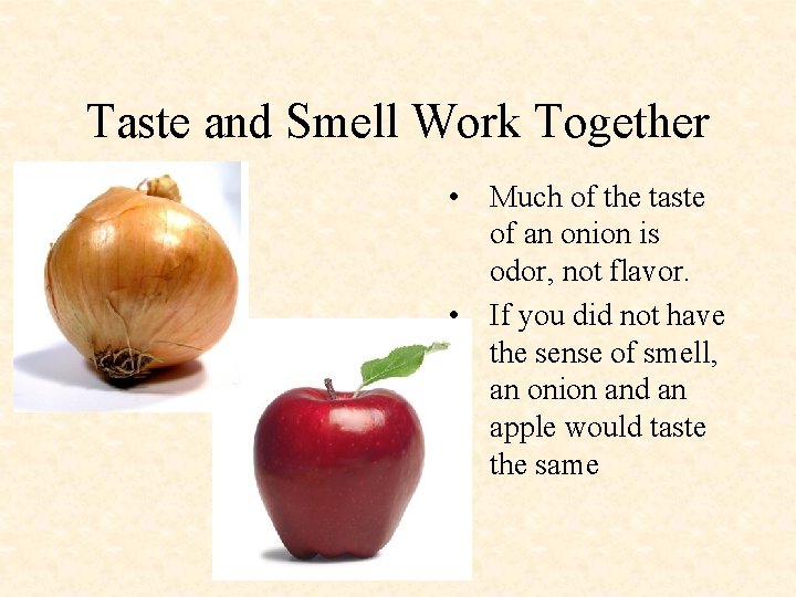 Taste and Smell Work Together • Much of the taste of an onion is