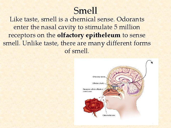 Smell Like taste, smell is a chemical sense. Odorants enter the nasal cavity to