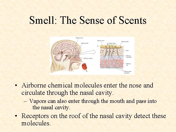 Smell: The Sense of Scents • Airborne chemical molecules enter the nose and circulate