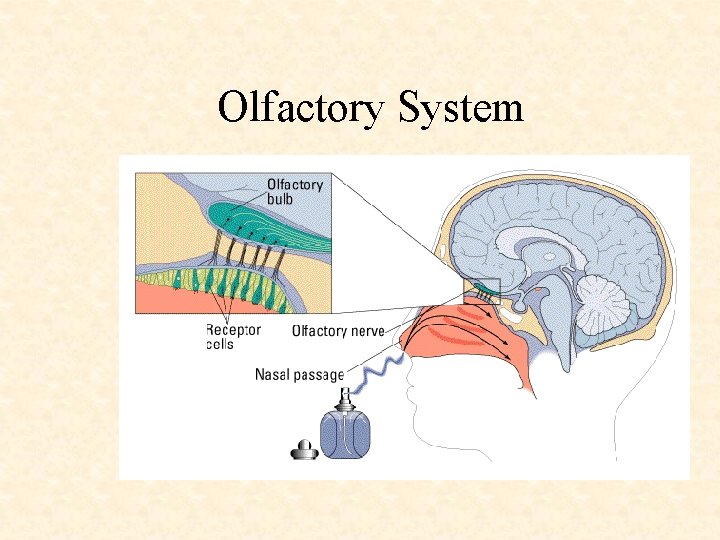 Olfactory System 