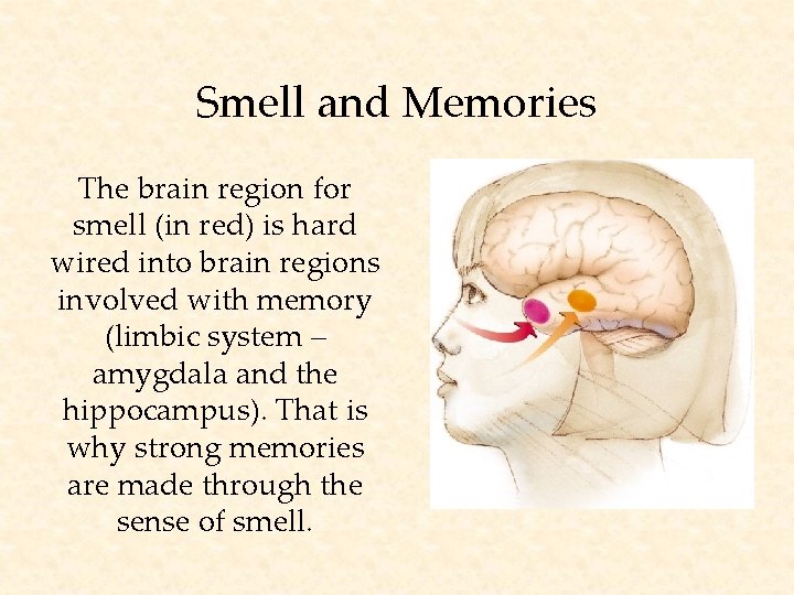 Smell and Memories The brain region for smell (in red) is hard wired into