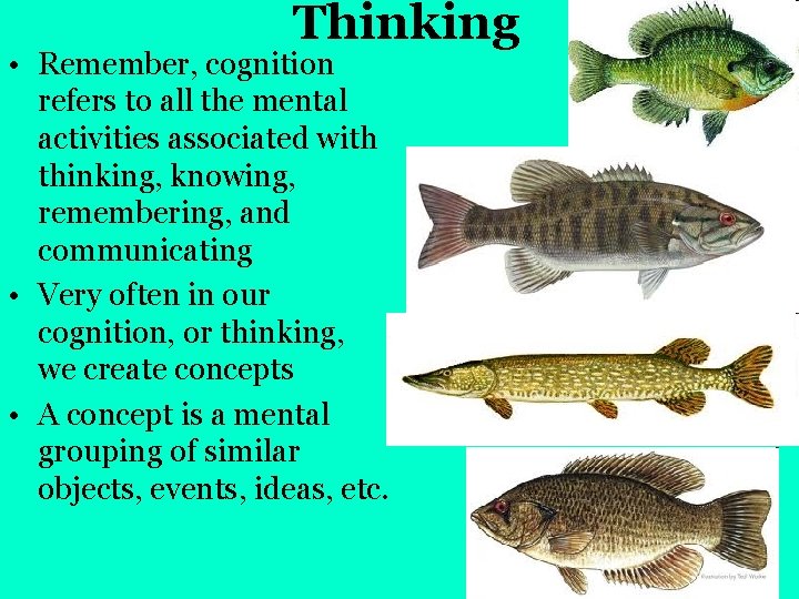 Thinking • Remember, cognition refers to all the mental activities associated with thinking, knowing,