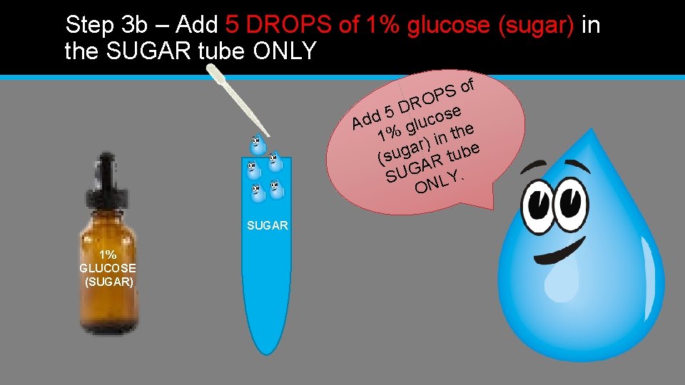Step 3 b – Add 5 DROPS of 1% glucose (sugar) in the SUGAR