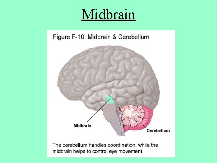 Midbrain 