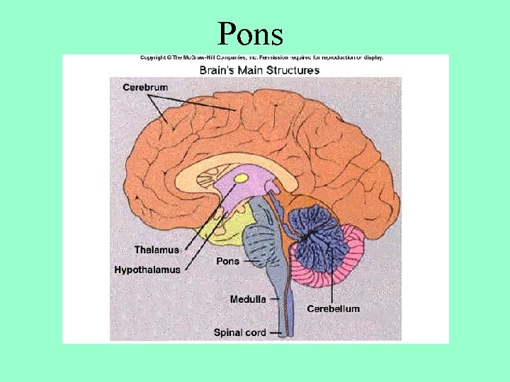 Pons 