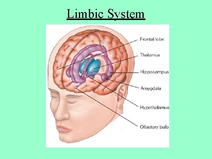 Limbic System 