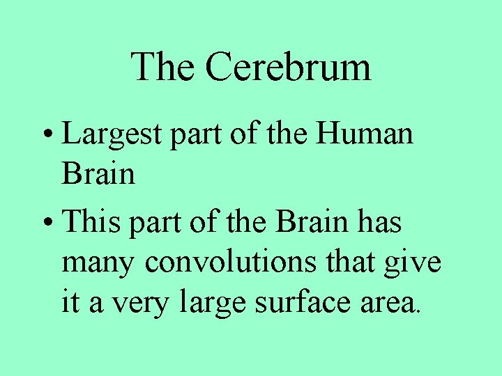 The Cerebrum • Largest part of the Human Brain • This part of the