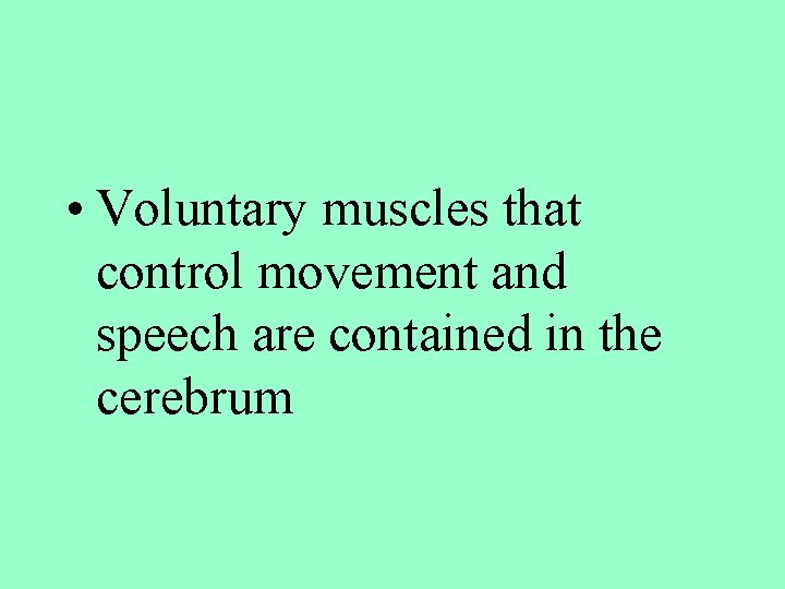  • Voluntary muscles that control movement and speech are contained in the cerebrum