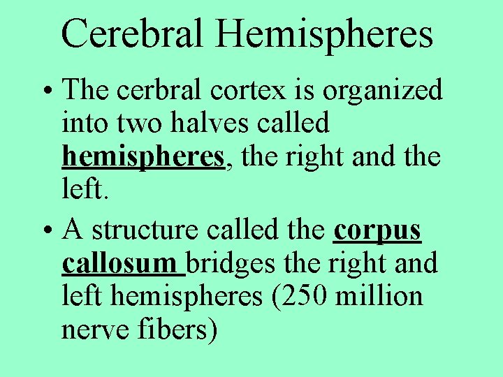 Cerebral Hemispheres • The cerbral cortex is organized into two halves called hemispheres, the