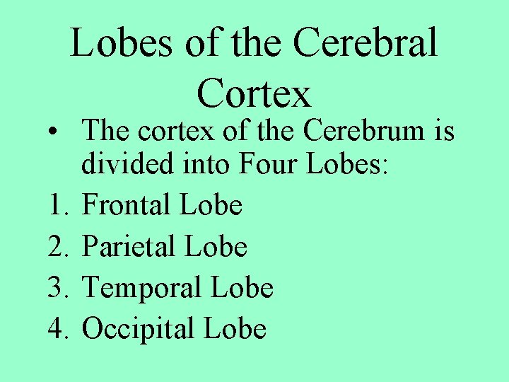 Lobes of the Cerebral Cortex • The cortex of the Cerebrum is divided into