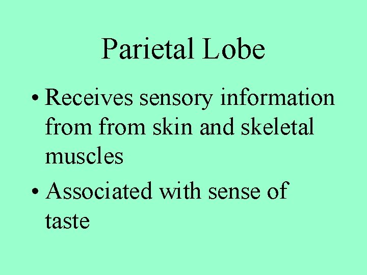 Parietal Lobe • Receives sensory information from skin and skeletal muscles • Associated with