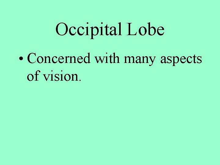 Occipital Lobe • Concerned with many aspects of vision. 
