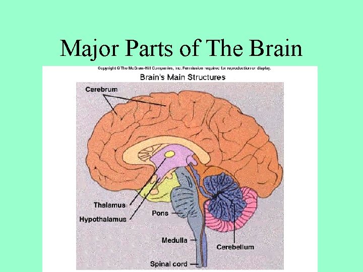 Major Parts of The Brain 