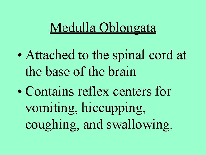 Medulla Oblongata • Attached to the spinal cord at the base of the brain