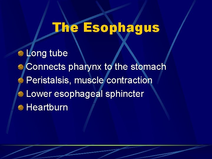 The Esophagus Long tube Connects pharynx to the stomach Peristalsis, muscle contraction Lower esophageal