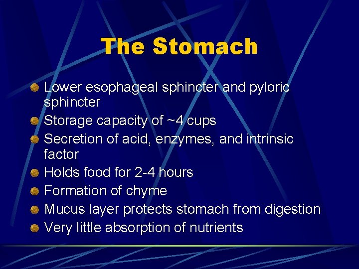 The Stomach Lower esophageal sphincter and pyloric sphincter Storage capacity of ~4 cups Secretion