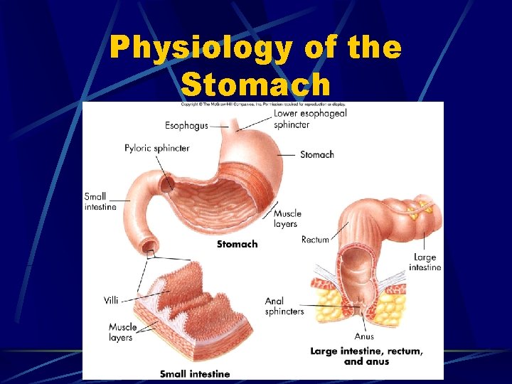 Physiology of the Stomach 