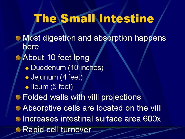 The Small Intestine Most digestion and absorption happens here About 10 feet long Duodenum