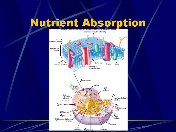 Nutrient Absorption 