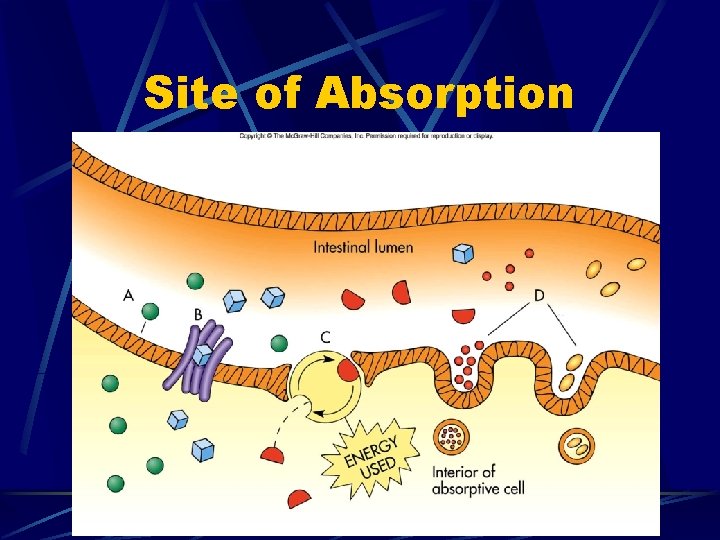 Site of Absorption 