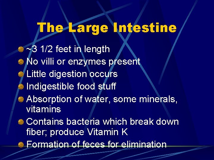 The Large Intestine ~3 1/2 feet in length No villi or enzymes present Little