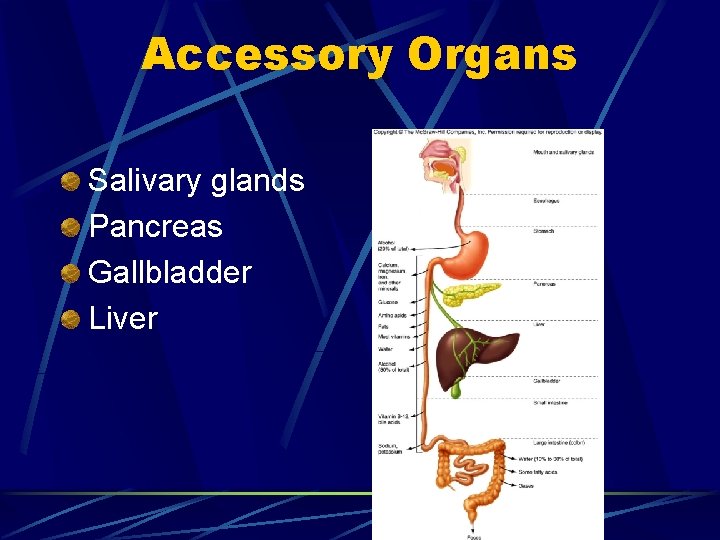 Accessory Organs Salivary glands Pancreas Gallbladder Liver 