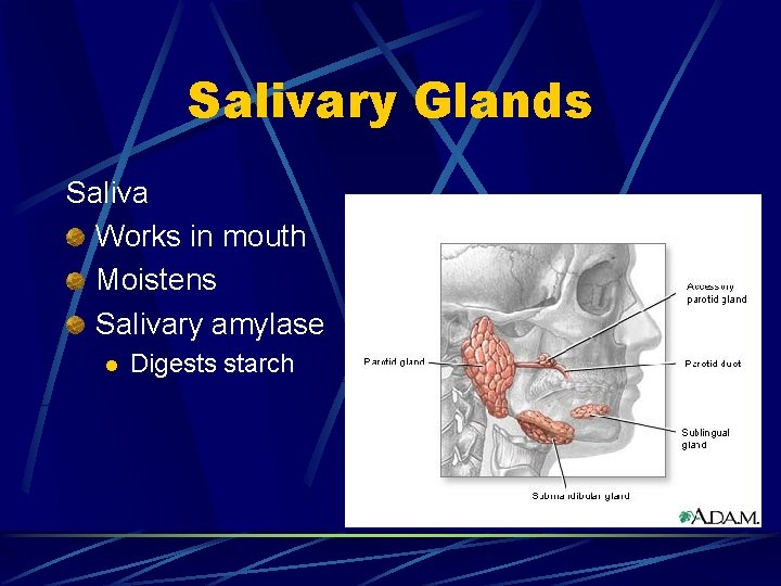 Salivary Glands Saliva Works in mouth Moistens Salivary amylase l Digests starch 