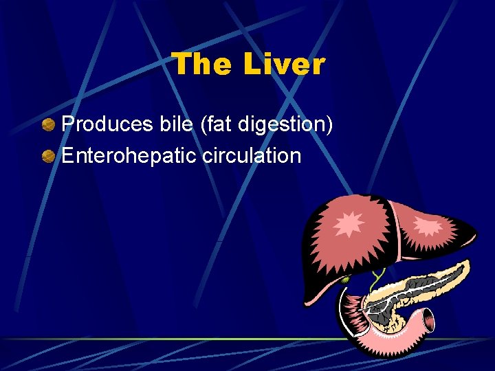The Liver Produces bile (fat digestion) Enterohepatic circulation 