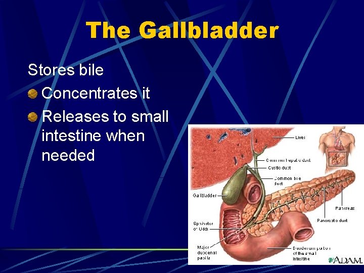 The Gallbladder Stores bile Concentrates it Releases to small intestine when needed 