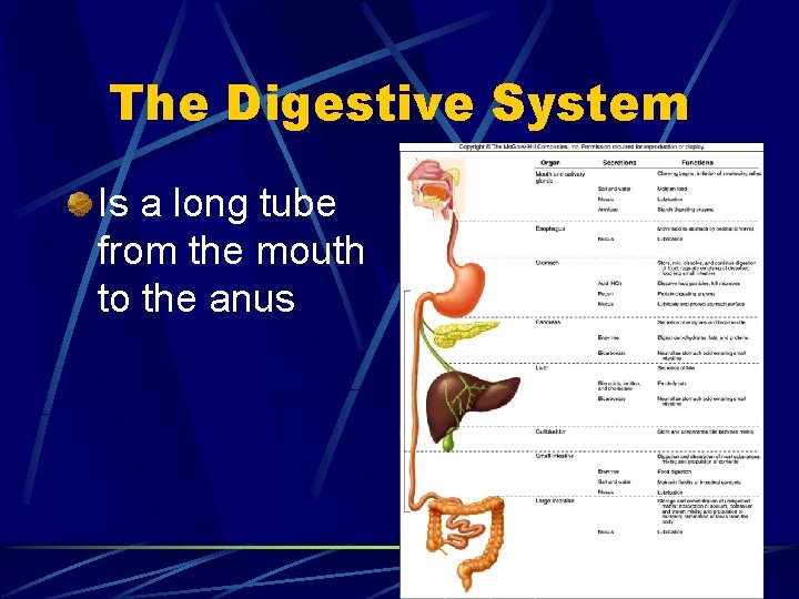 The Digestive System Is a long tube from the mouth to the anus 