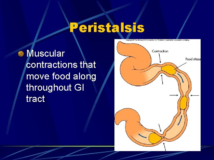 Peristalsis Muscular contractions that move food along throughout GI tract 