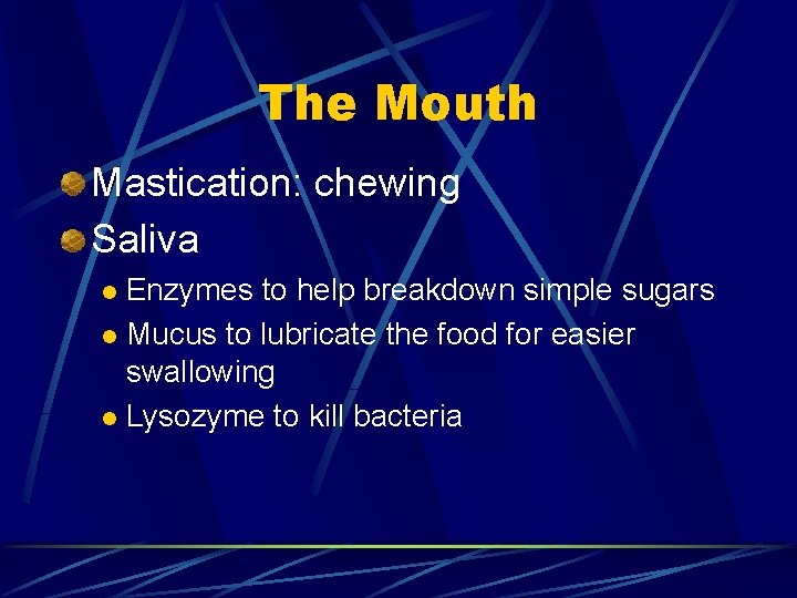 The Mouth Mastication: chewing Saliva Enzymes to help breakdown simple sugars l Mucus to