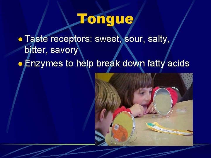 Tongue l Taste receptors: sweet, sour, salty, bitter, savory l Enzymes to help break