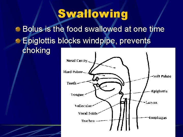 Swallowing Bolus is the food swallowed at one time Epiglottis blocks windpipe, prevents choking