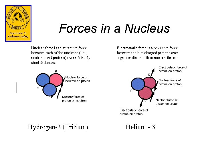 Forces in a Nucleus Nuclear force is an attractive force between each of the