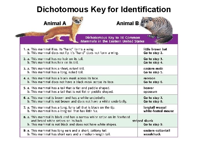 Dichotomous Key for Identification Animal A Animal B 