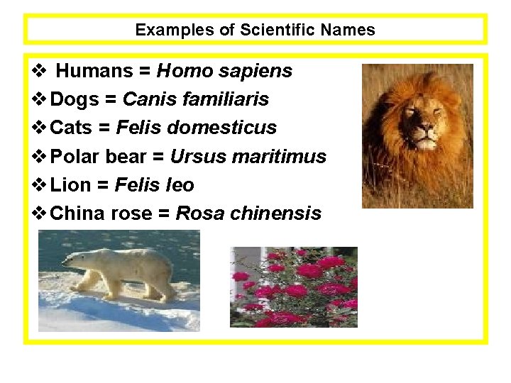 Examples of Scientific Names v Humans = Homo sapiens v Dogs = Canis familiaris