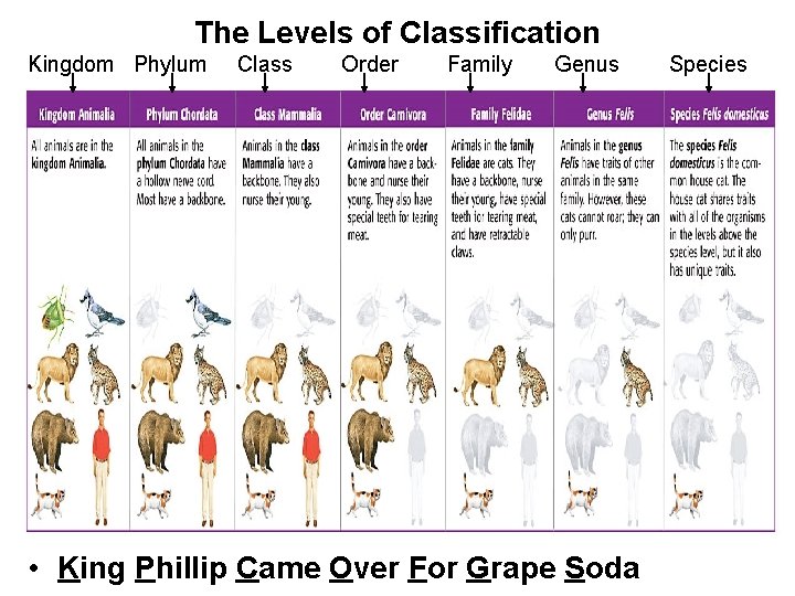 The Levels of Classification Kingdom Phylum Class Order Family Genus • King Phillip Came
