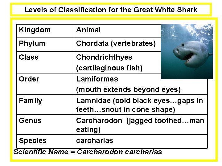 Levels of Classification for the Great White Shark Kingdom Animal Phylum Chordata (vertebrates) Class