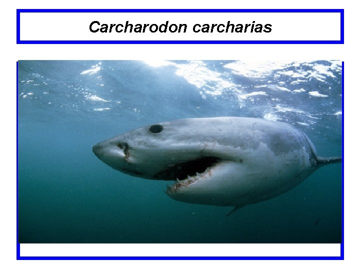 Carcharodon carcharias 