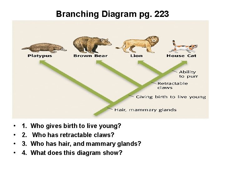 Branching Diagram pg. 223 • • 1. 2. 3. 4. Who gives birth to