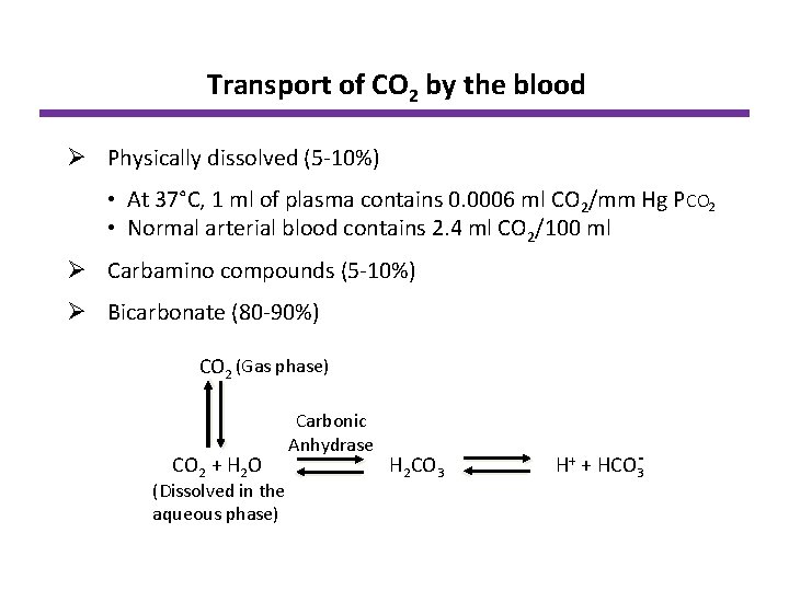 Transport of CO 2 by the blood Ø Physically dissolved (5 -10%) • At