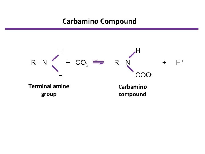 Carbamino Compound H H R-N + CO 2 H Terminal amine group R-N +