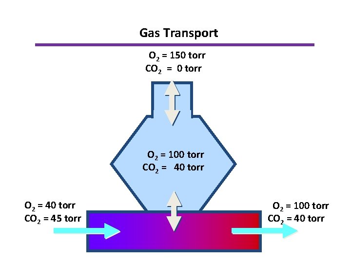 Gas Transport O 2 = 150 torr CO 2 = 0 torr O 2