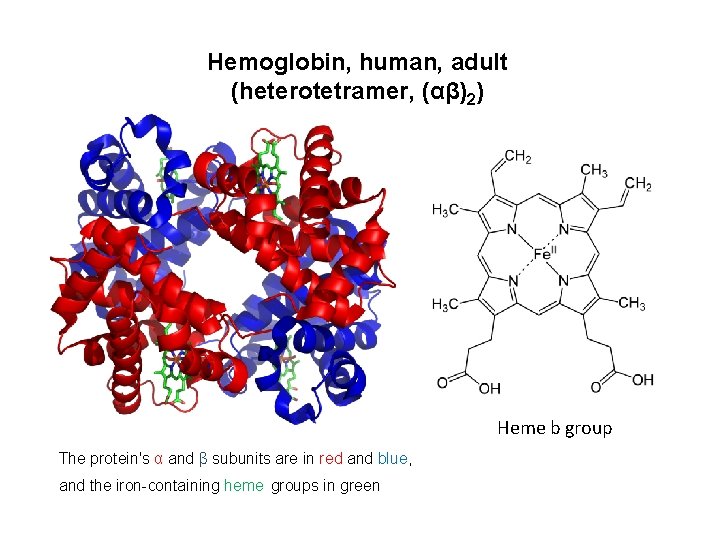 Hemoglobin, human, adult (heterotetramer, (αβ)2) Heme b group The protein's α and β subunits