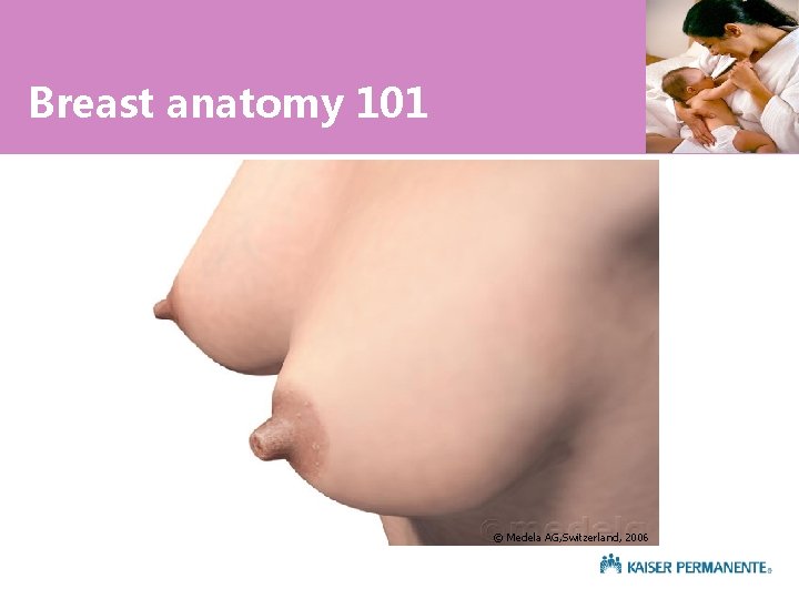 Breast anatomy 101 © Medela AG, Switzerland, 2006 