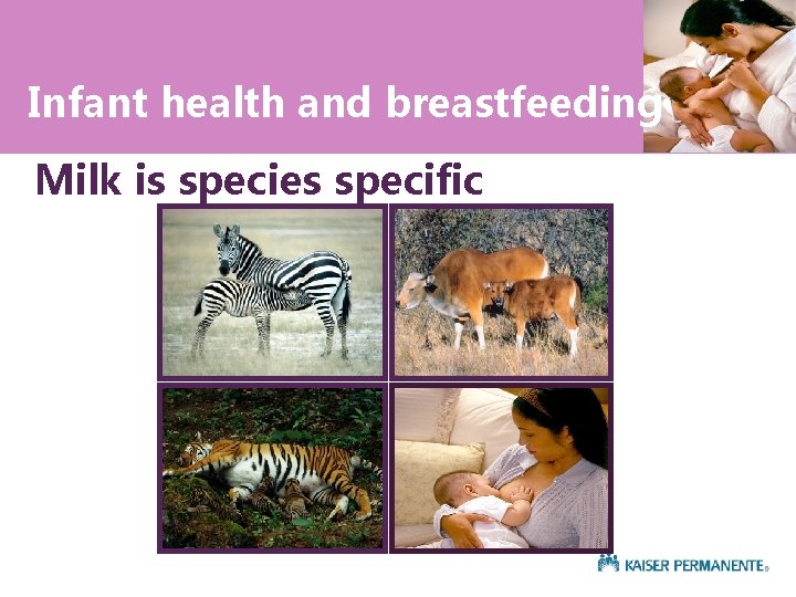 Infant health and breastfeeding Milk is species specific 