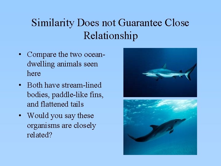 Similarity Does not Guarantee Close Relationship • Compare the two oceandwelling animals seen here